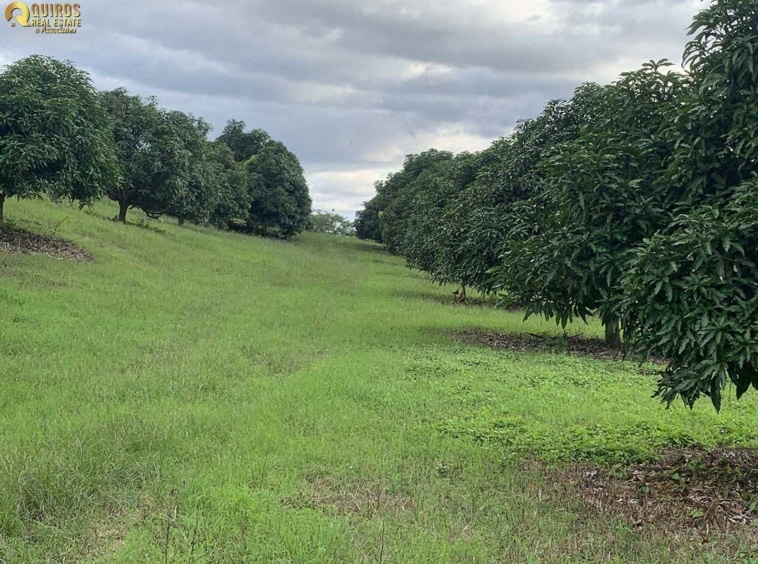 8.5 Hectare Mango Farm in Lagunillas. Property For Sale, Real Estate