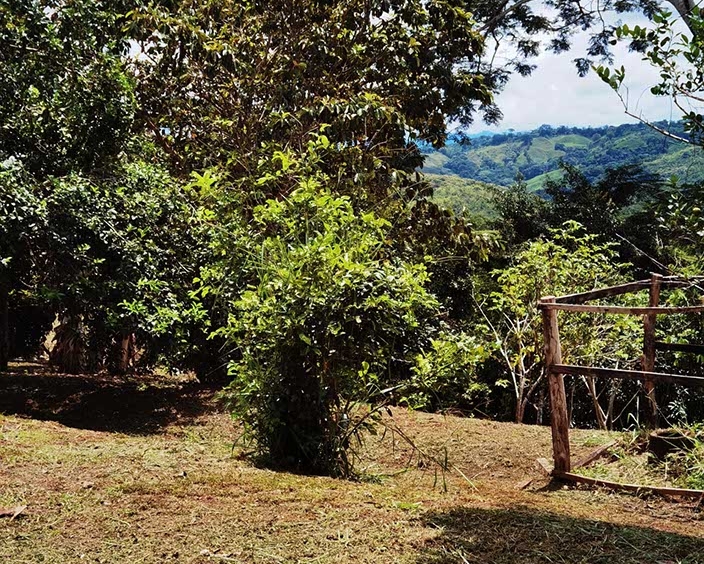 Farm La Ponderoza 113 Hectares For Sale. Property For Sale, Real Estate